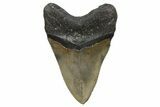 Serrated, Fossil Megalodon Tooth - North Carolina #345664-2